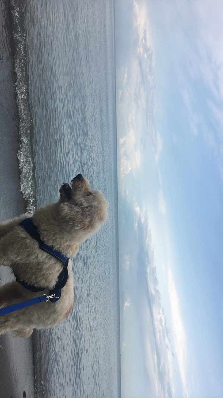 my pupper bella by Lake Erie